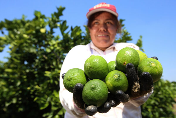 La producción agrícola de México crece 0,9 % en 2022 hasta 271 millones de toneladas - MarketData