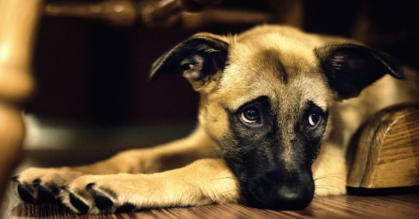 Buscan al o los asesinos de “Chiquita”, la perrita a la cual le metieron un palo en la boca