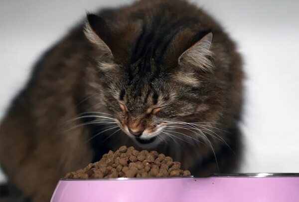 La comida vegana para gatos puede cubrir las necesidades nutricionales - Mascotas - ABC Color