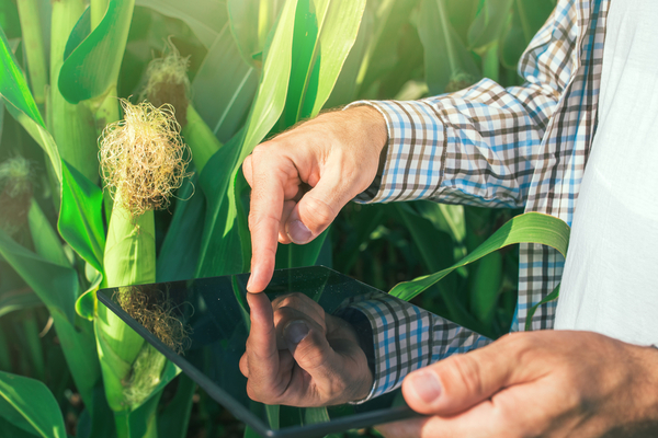 Productores triplican producción de maíz en Caaguazú mediante aplicación de tecnologías