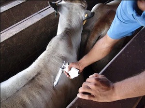 Inicia segundo periodo de inmunización contra la Fiebre Aftosa y la Brucelosis Bovina