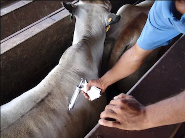 Inicia segundo periodo de inmunización contra la Fiebre Aftosa y la Brucelosis Bovina