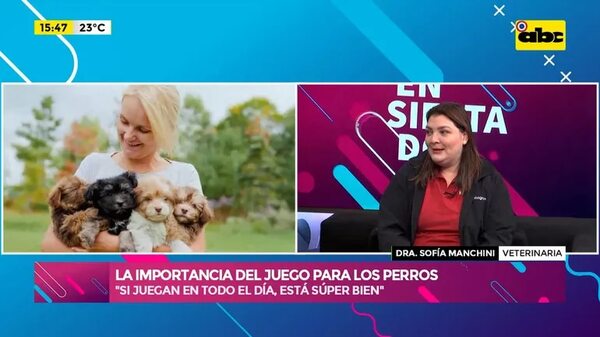Video: La importancia del juego para los perros - Ensiestados - ABC Color