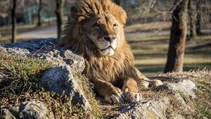 Matan en Kenia al león en libertad más viejo de África