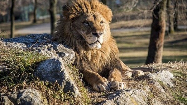 Matan en Kenia al león en libertad más viejo de África