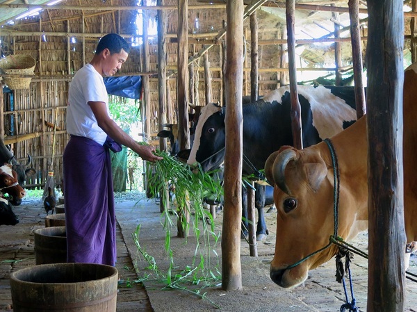Corea del Sur detectó brote de aftosa: se frenó el movimiento animal y sacrifican vacunos