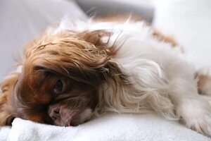 Doce cosas o situaciones que estresan a los perros - Mascotas - ABC Color