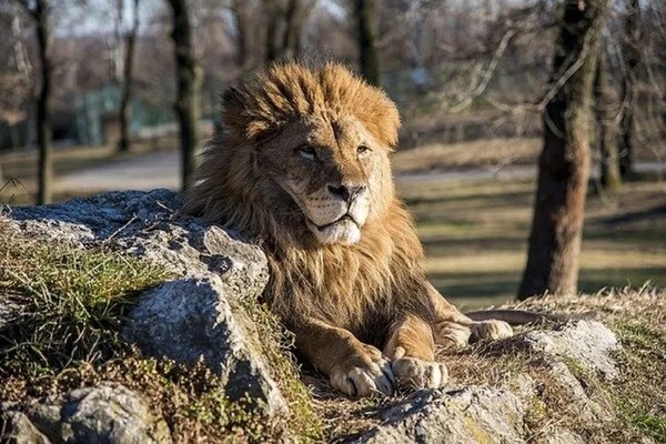 MATAN EN KENIA AL LEÓN EN LIBERTAD MÁS VIEJO DE ÁFRICA