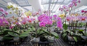 La Nación / Invitan a segunda feria de orquídeas