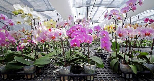 La Nación / Invitan a segunda feria de orquídeas