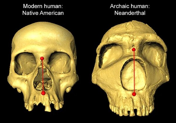 LA FORMA DE LA NARIZ HUMANA, UNA HERENCIA NEANDERTAL Y UNA VENTAJA EVOLUTIVA