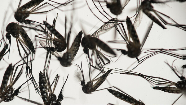 Diario HOY | Curva de dengue y chikunguña con marcado descenso de casos, reporta Salud