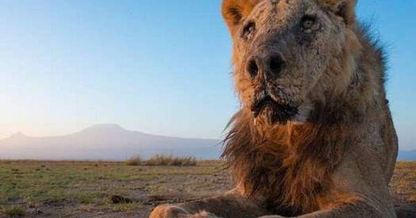 La Nación / Loonkito, el león más longevo del mundo en estado salvaje, murió tras ser abatido por pastores