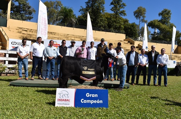Pulso se alzó con la Gran Campeona Ternera en la Nacional Brangus