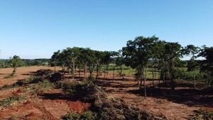 Allanan inmueble en San Pedro por presunta tala de árboles nativos