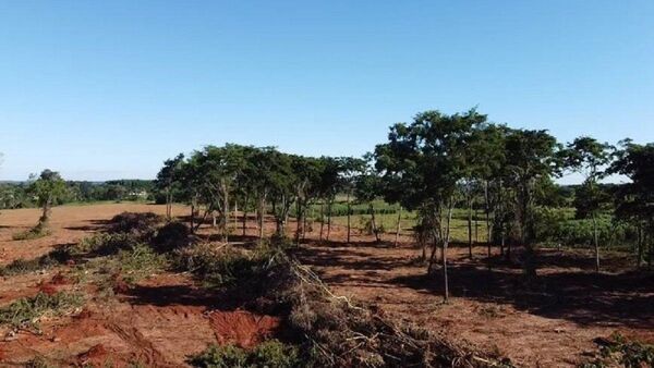 Allanan inmueble en San Pedro por presunta tala de árboles nativos