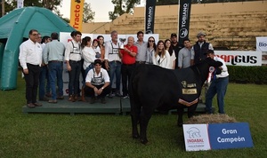 Agroganadera Pukavy se coronó con la Gran Campeona de la Expo Nacional Brangus