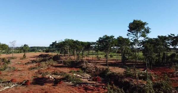 La Nación / Investigan tala indiscriminada de árboles nativos en San Pedro