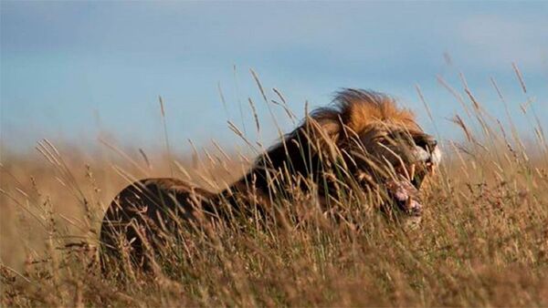 10 leones fueron abatidos en Kenia por matar a animales de pobladores