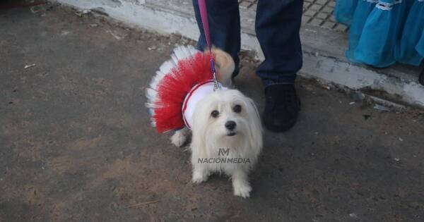 La Nación / ¡Jagua Patriota! Peluditos tricolor demuestran amor al Paraguay