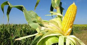 La Nación / Según el MAG, fenómeno El Niño beneficiaría a sector productivo