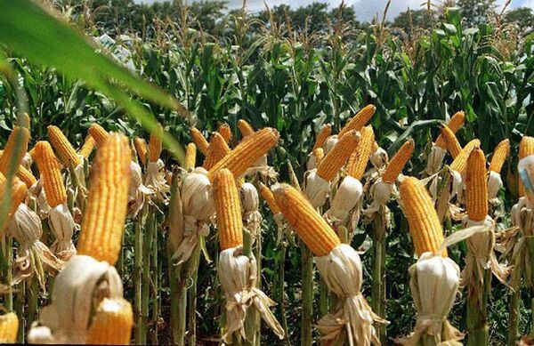 Buen desarrollo del maíz y la soja zafriña, pero preocupan heladas - La Clave
