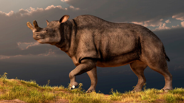 Diario HOY | ¿Por qué algunos animales se convirtieron en gigantes tras la extinción de dinosaurios?