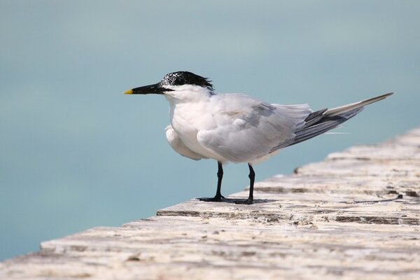 Brasil registra dos casos de gripe aviar en aves marinas