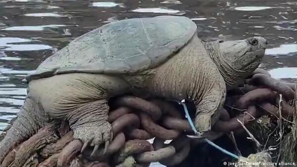 Asombro en internet por la colosal tortuga "chonkasaurus" avistada en un río de Estados Unidos
