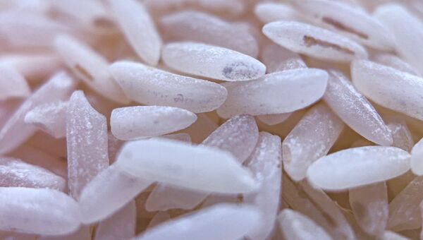 Más de US$ 100 millones ingresados por exportación de arroz (se aguarda reanudación de envíos a México)