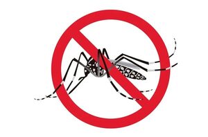 Enfermedades trasmitidas por vectores: dengue (1) - Escolar - ABC Color
