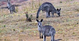La Nación / Australia sacrificará canguros para evitar que mueran de hambre