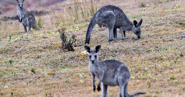 La Nación / Australia sacrificará canguros para evitar que mueran de hambre