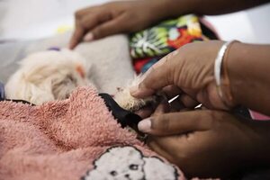 La cremación con agua: un adiós ecológico para despedir a la mascota - Mascotas - ABC Color