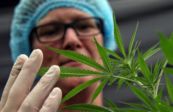 Cannabis medicinal, una industria que quiere crecer en las montañas de Colombia - MarketData