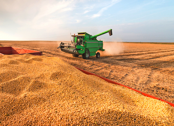 Uruguay pretende importación de semillas de soja desde Paraguay - La Clave