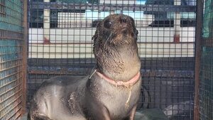 Rescatan en Argentina a un lobo marino con una enorme herida provocada por basura marina - Mundo - ABC Color