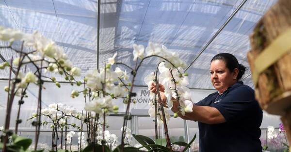 La Nación / Floricultura del Paraguay: un imponente invernadero de flores de 3.200 metros cuadrados - OJO Galería