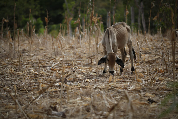 La FAO pide a Centroamérica adaptar su agro al "clima del futuro" ante la llegada de El Niño - MarketData