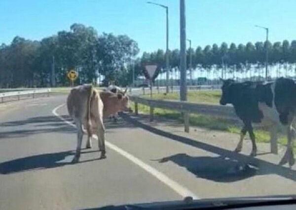 Arrecian las quejas por animales sueltos en la vía pública - Noticiero Paraguay