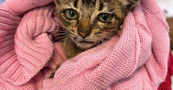La Nación / Harán Expo Pet de CDE para impulsar el cuidado de mascotas y su adopción