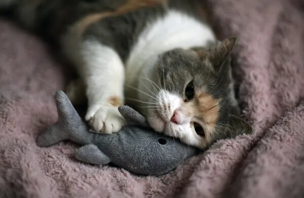 ¿Qué necesita mi gato en casa? - Mascotas - ABC Color