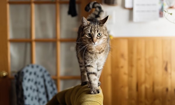 Todo sobre el cuidado de gatos | Telefuturo