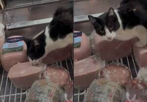 Un gato caradura y comilón hizo que se cierre un supermercado