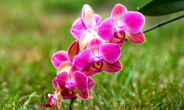 Todo sobre las orquídeas | Telefuturo
