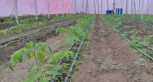 Invernaderos optimizan producción de hortalizas en Pilar