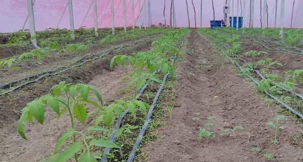 Invernaderos optimizan producción de hortalizas en Pilar