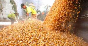 La Nación / Producción récord: Paraguay triplica exportación de maíz con 6,4 millones de toneladas