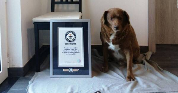 La Nación / ¡Récord Guinness! el perro más viejo del mundo cumplió 31 años