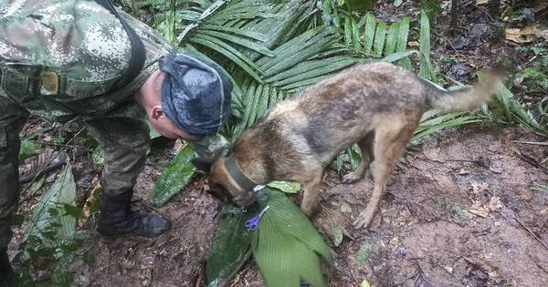 La Nación / Tras 17 días perdidos en la selva colombiana cuatro niños son rescatados con vida